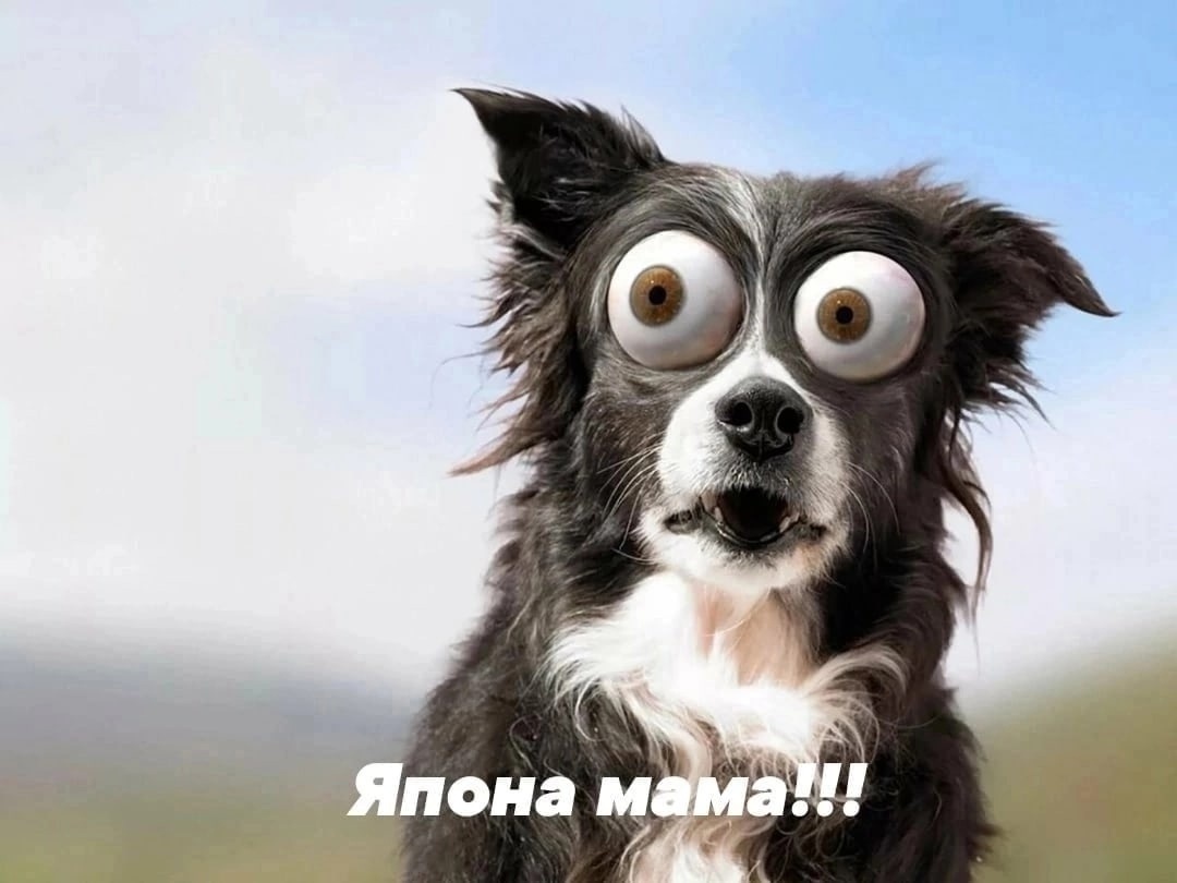 Удивленная собака