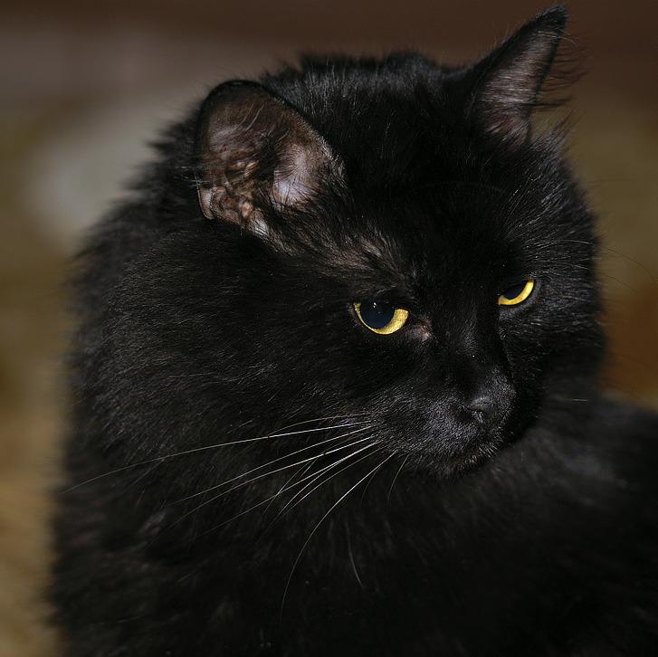 Черная кошка 11. Черные пушистые коты. Чёрный кот. Кот пушистый чёрный. Черная пушистая кошка.