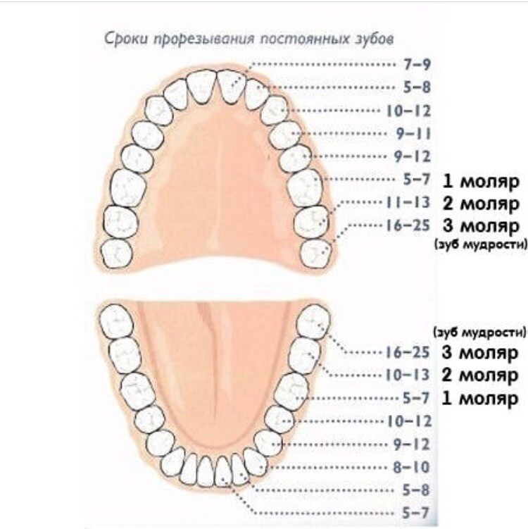 24 и 25 зуб