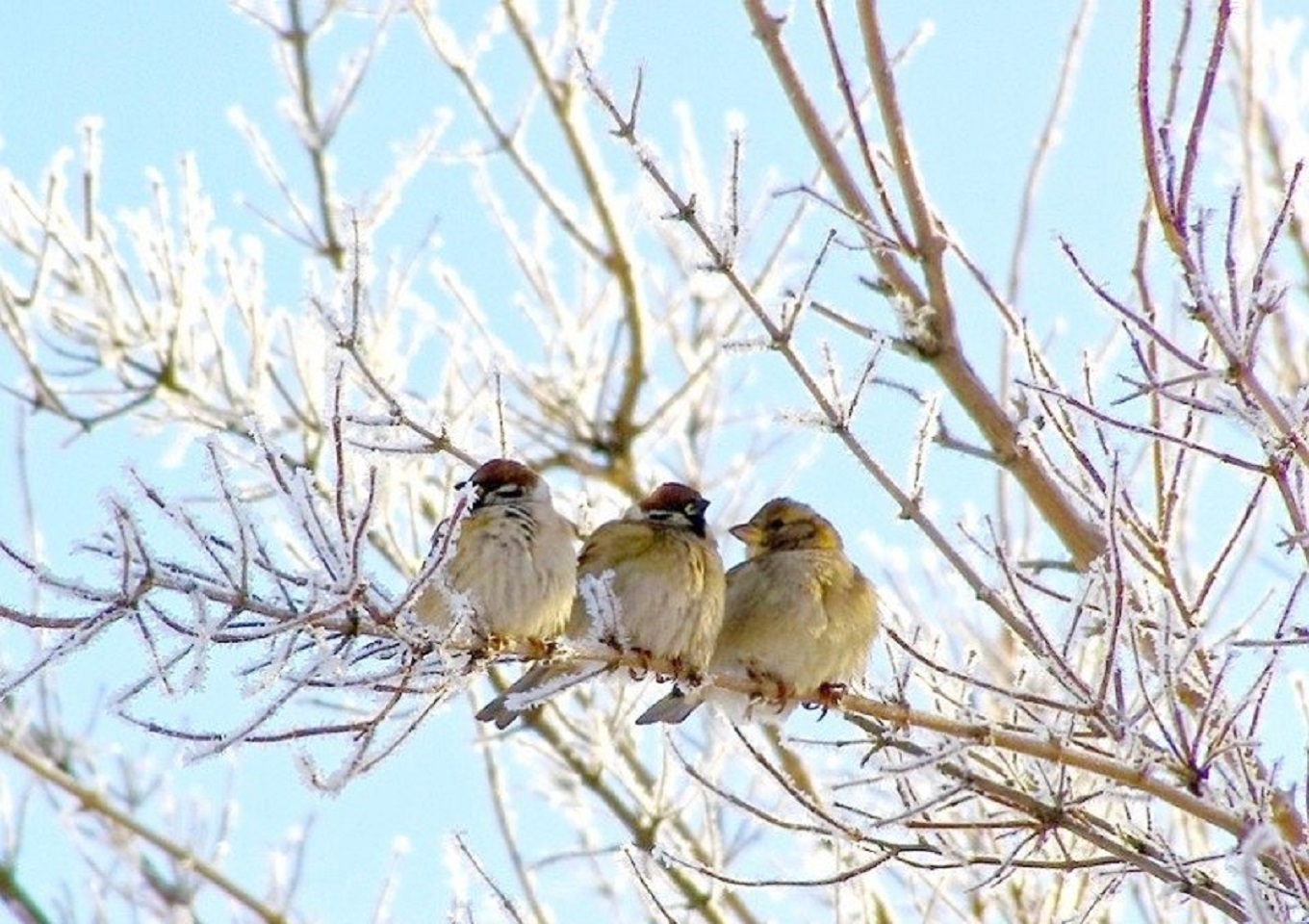 Морозное утро птицы