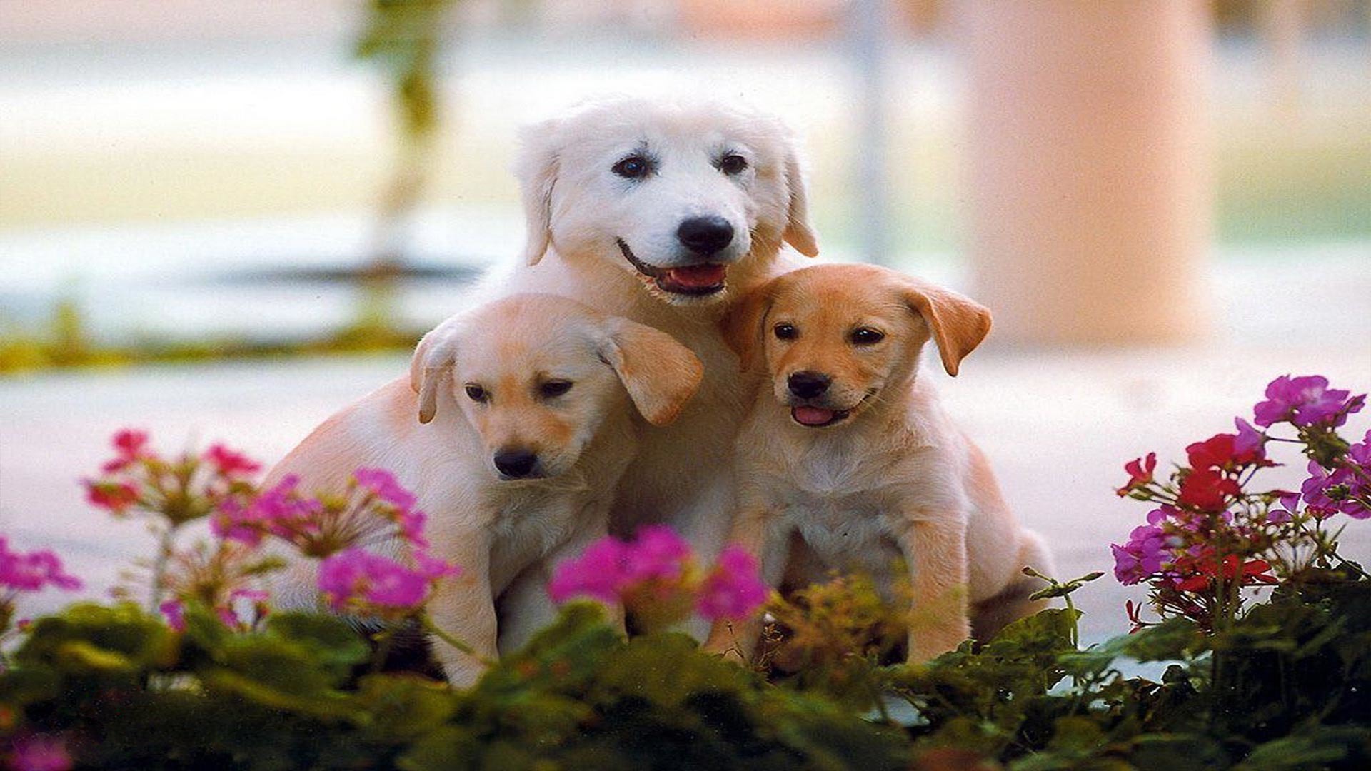 Собаки щеночек. Самоед и золотистый ретривер. Красивые собачки. Красивые щенки. Собаки фото красивые.