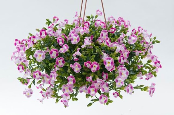 Торения-яркий однолетник для кашпо и цветников!Выращивание:http://chelsad.ru/index.php/odnoletniki/456-toreniya