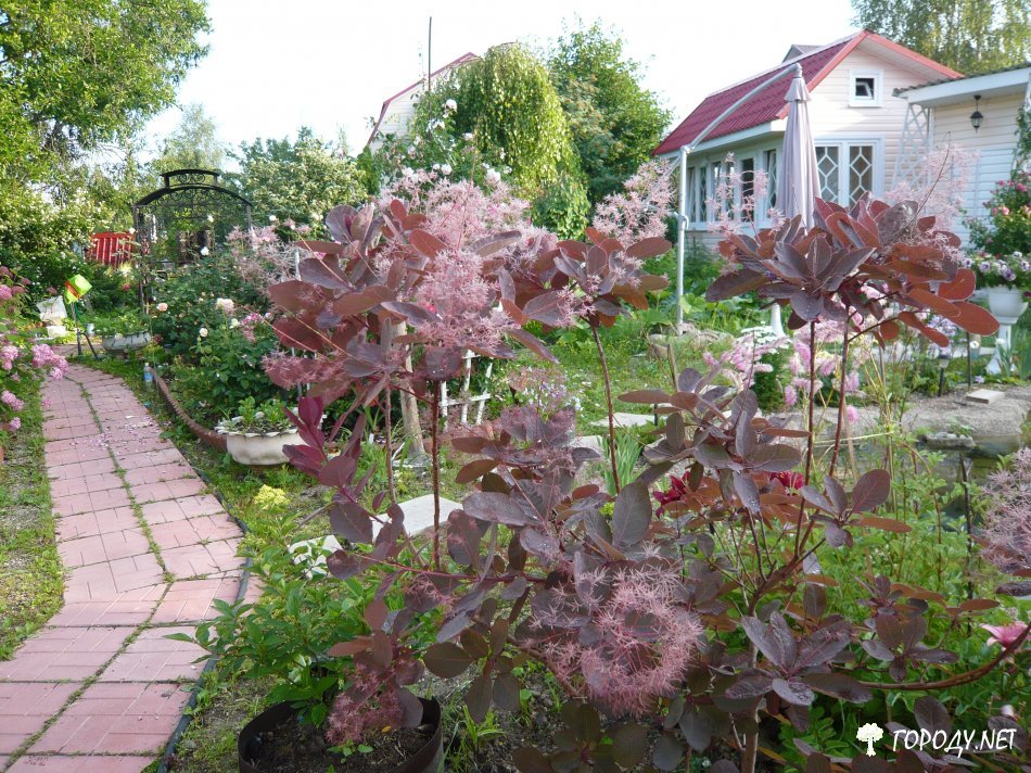 Салат краснолистный летний седек