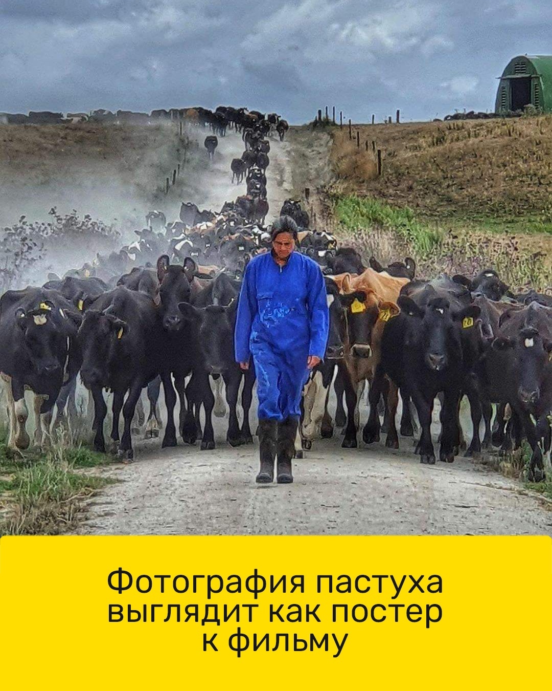 Пастуха с коровами