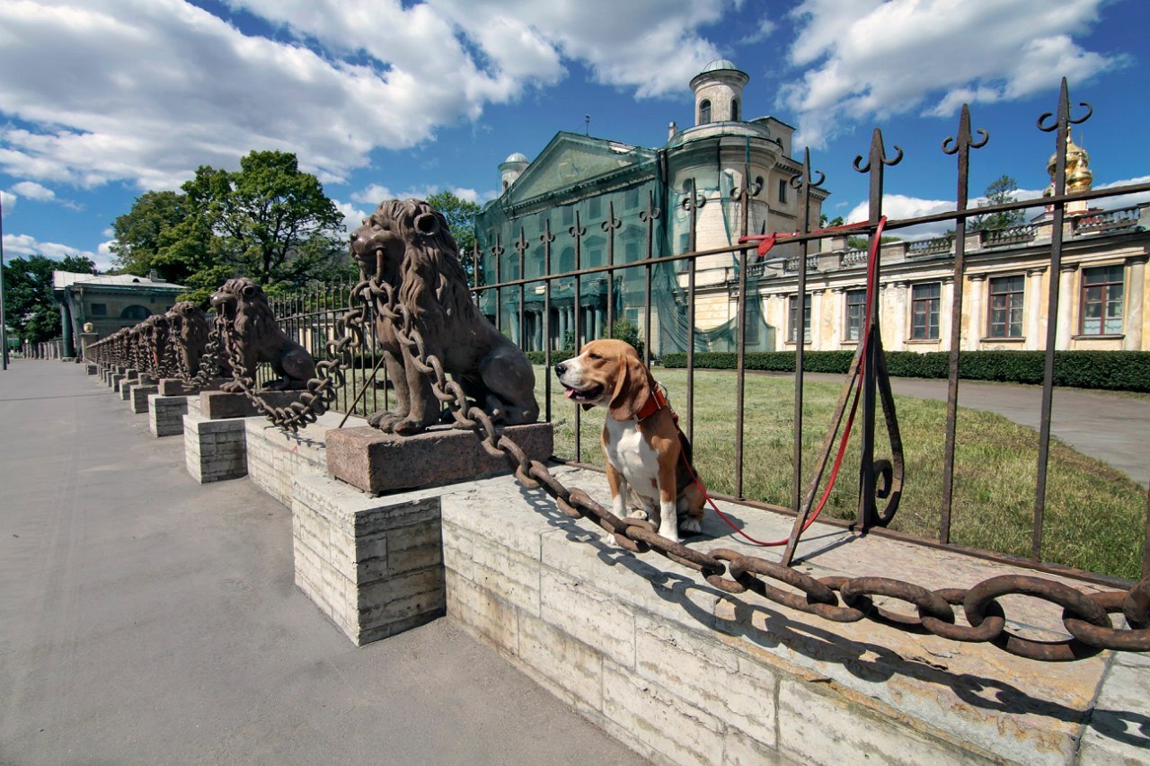 Животные санкт петербурга