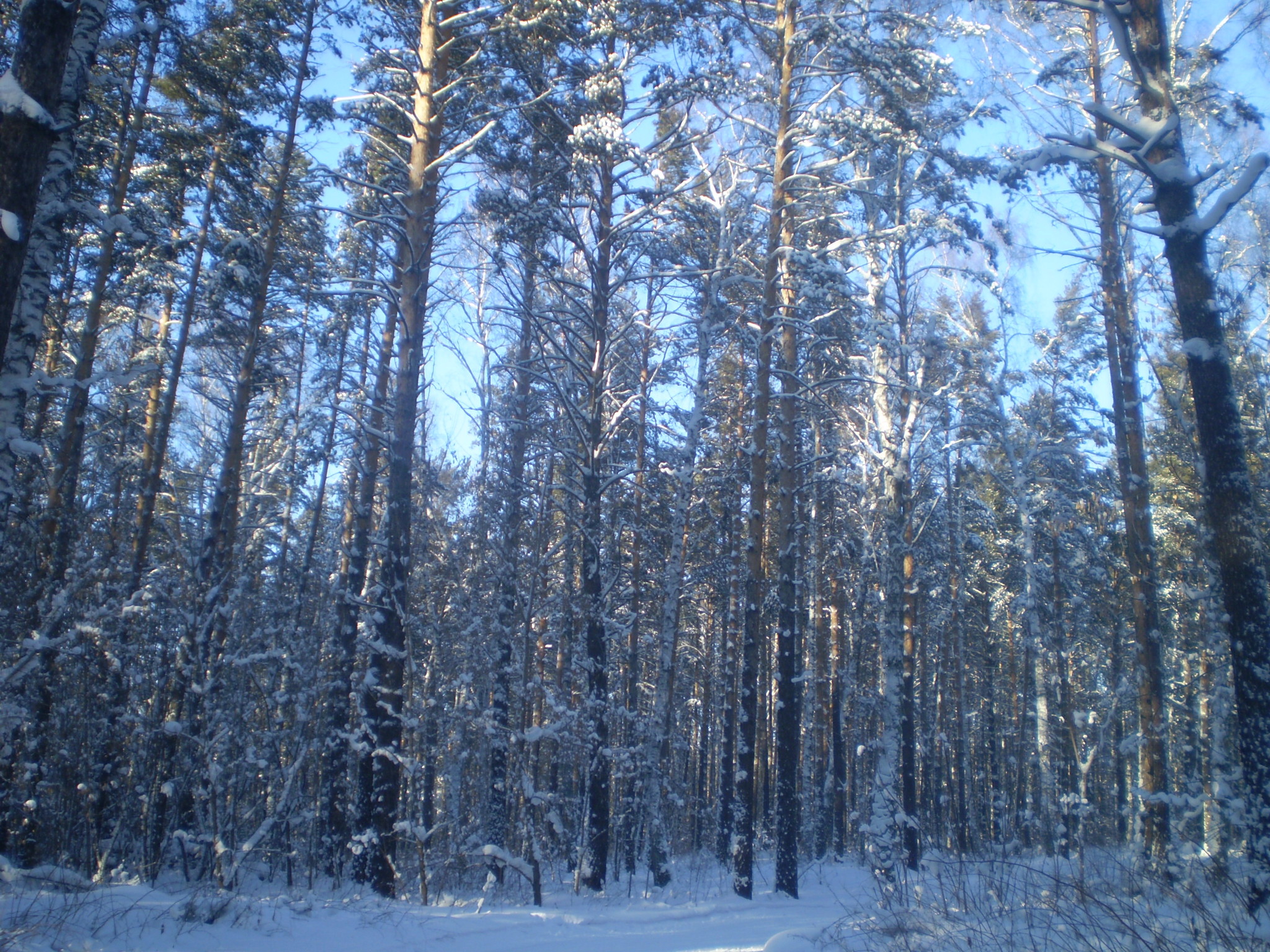 Барнаульский ленточный Бор зимой