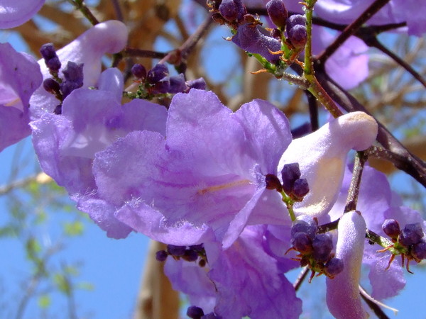 Жакаранда мимозолистная
Jacaranda mimosifolia, Jacaranda mimosafolia, Jacaranda acutefolia
Семейство: Бигнониевые (Bignoniaceae)
Происхождение: Центральная Америка

