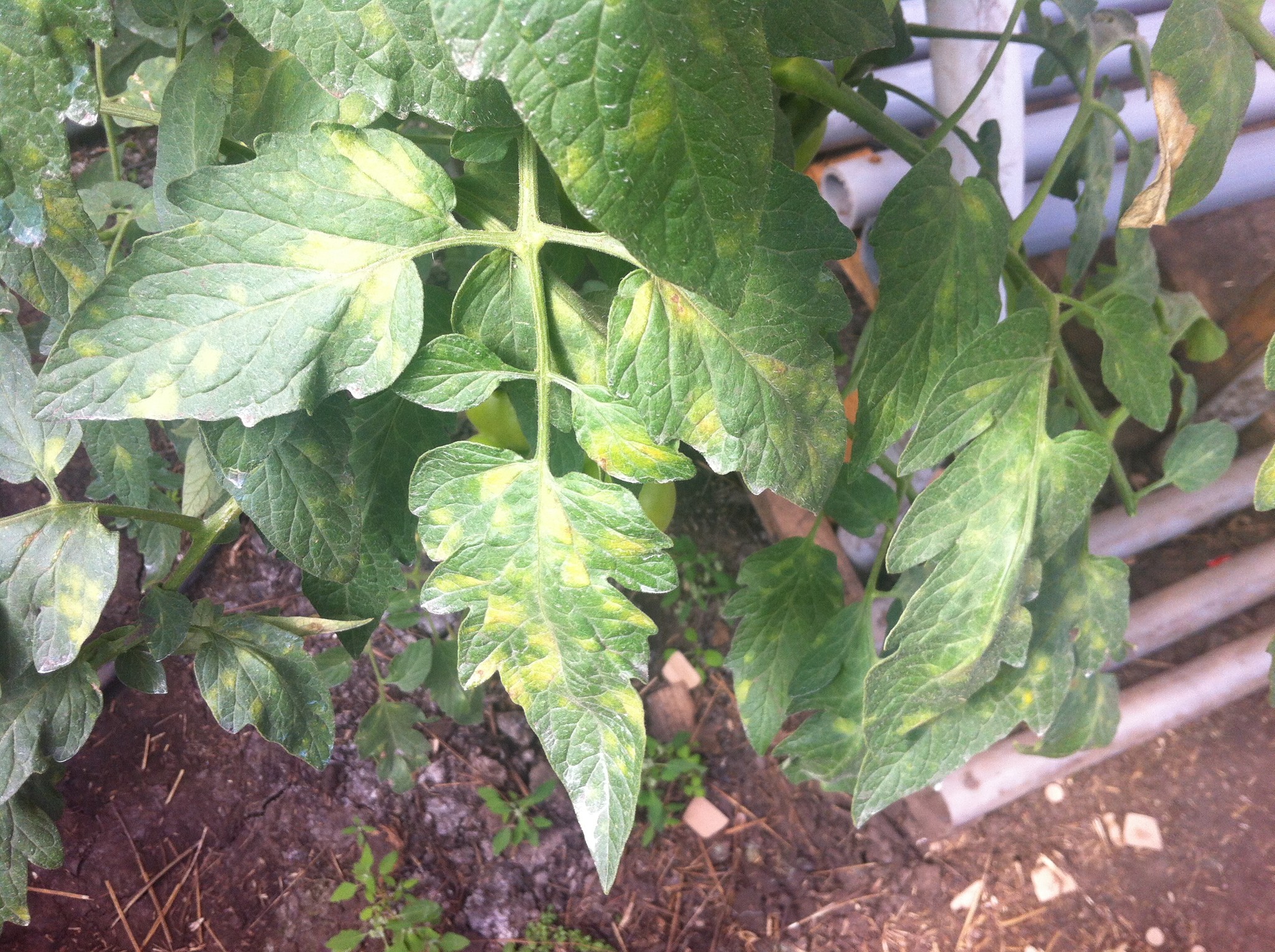 Хлороз листьев баклажан фото и описание