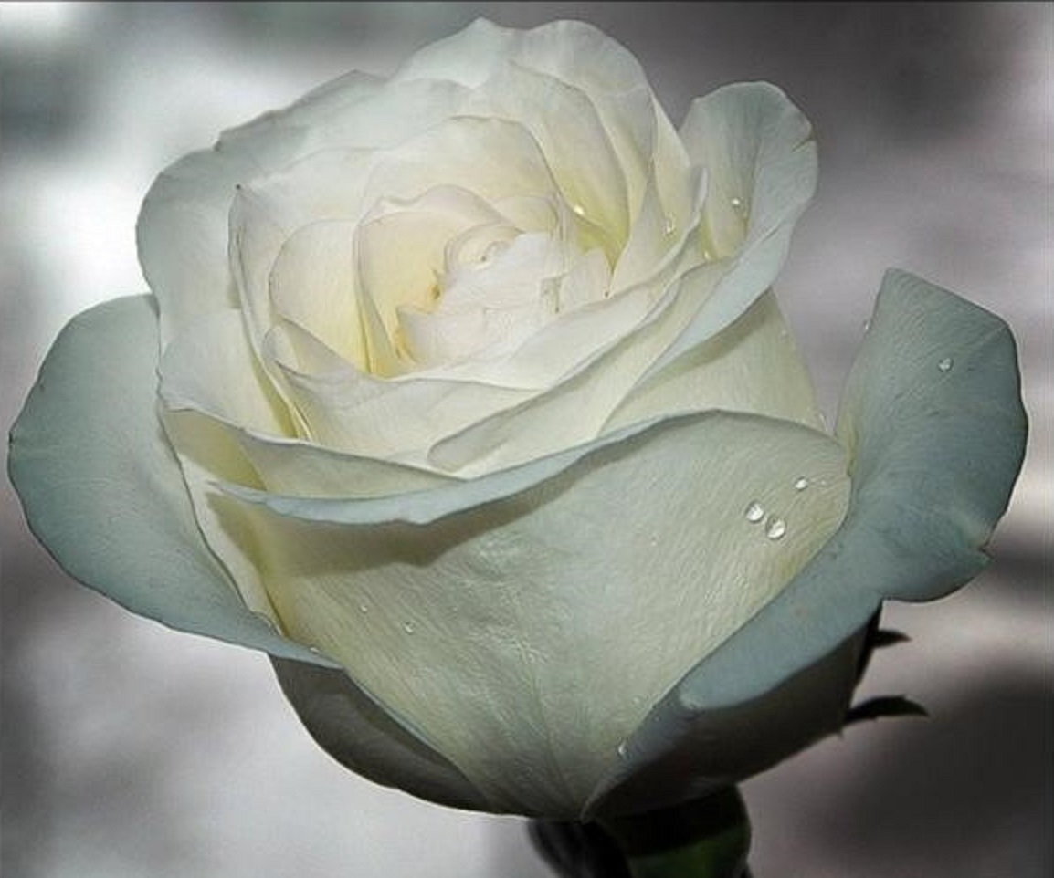 Белая роза символ