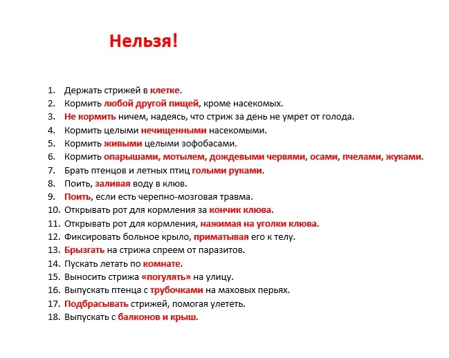 Мотылем можно кормить стрижа. Чем нельзя кормить стрижа. Что нельзя давать стрижам. Таблица кормления стрижа. Сколько раз в день кормить стрижа.