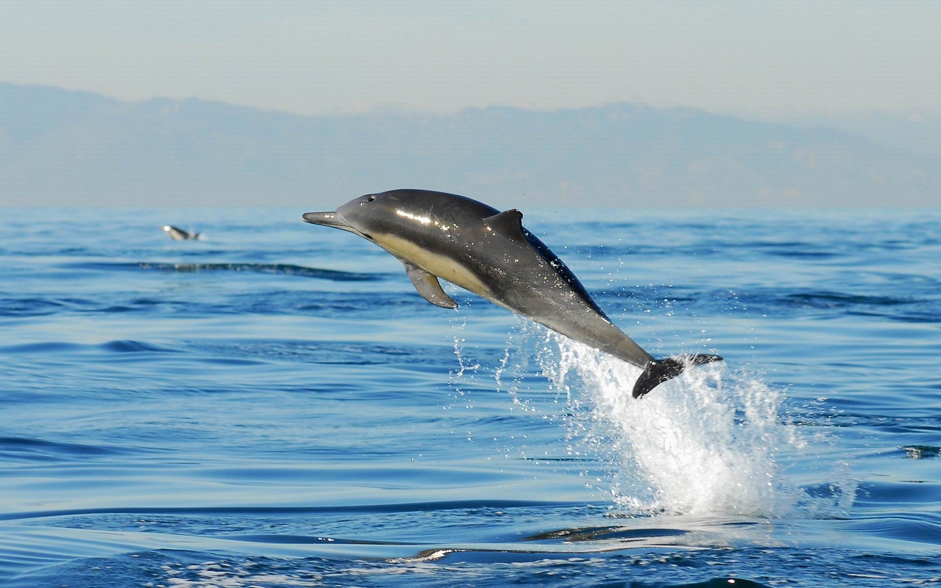 Дельфин живет в воде. Беломордый Дельфин. Среда обитания беломордых дельфинов. Баренцево море беломордый Дельфин. Дельфин Баренцева моря.